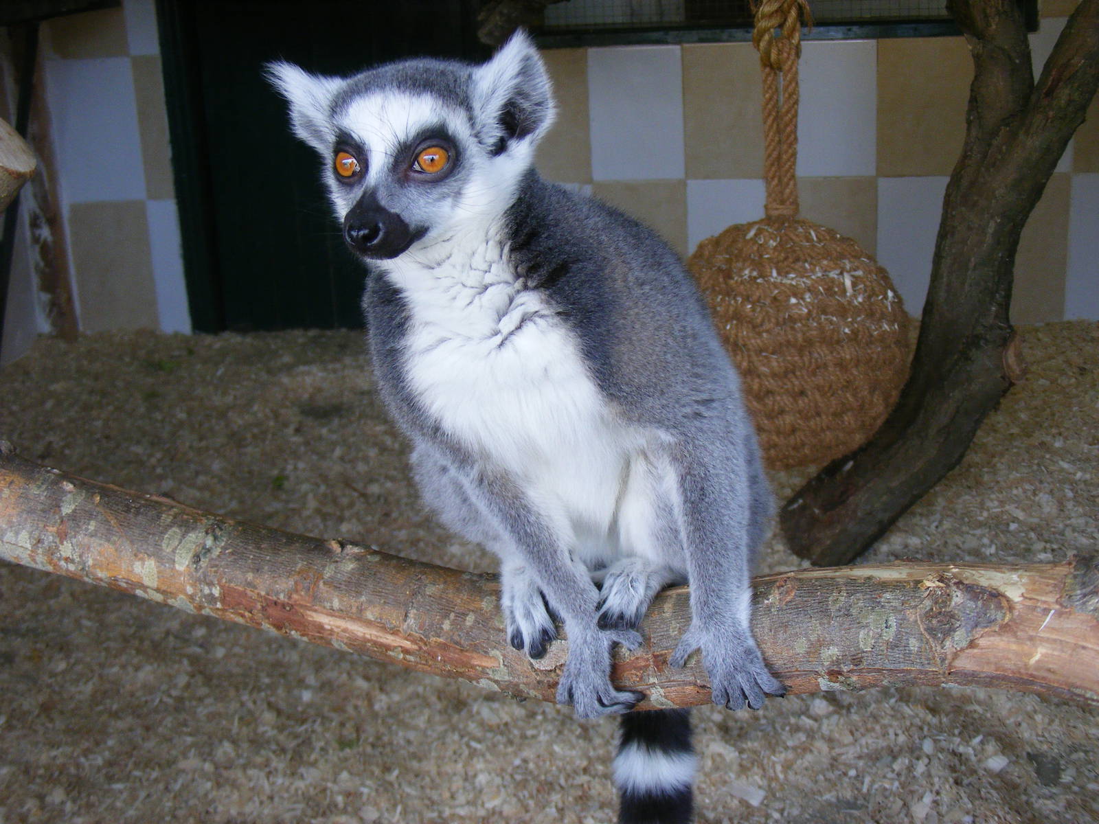 Ring-tailed lemur at Noah's Ark Zoo Farm, 5 March 2011