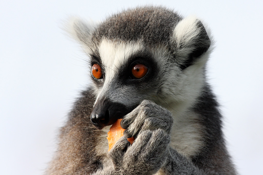 Ring Tailed Lemur at Peak Wildlife Park 5/9/15
