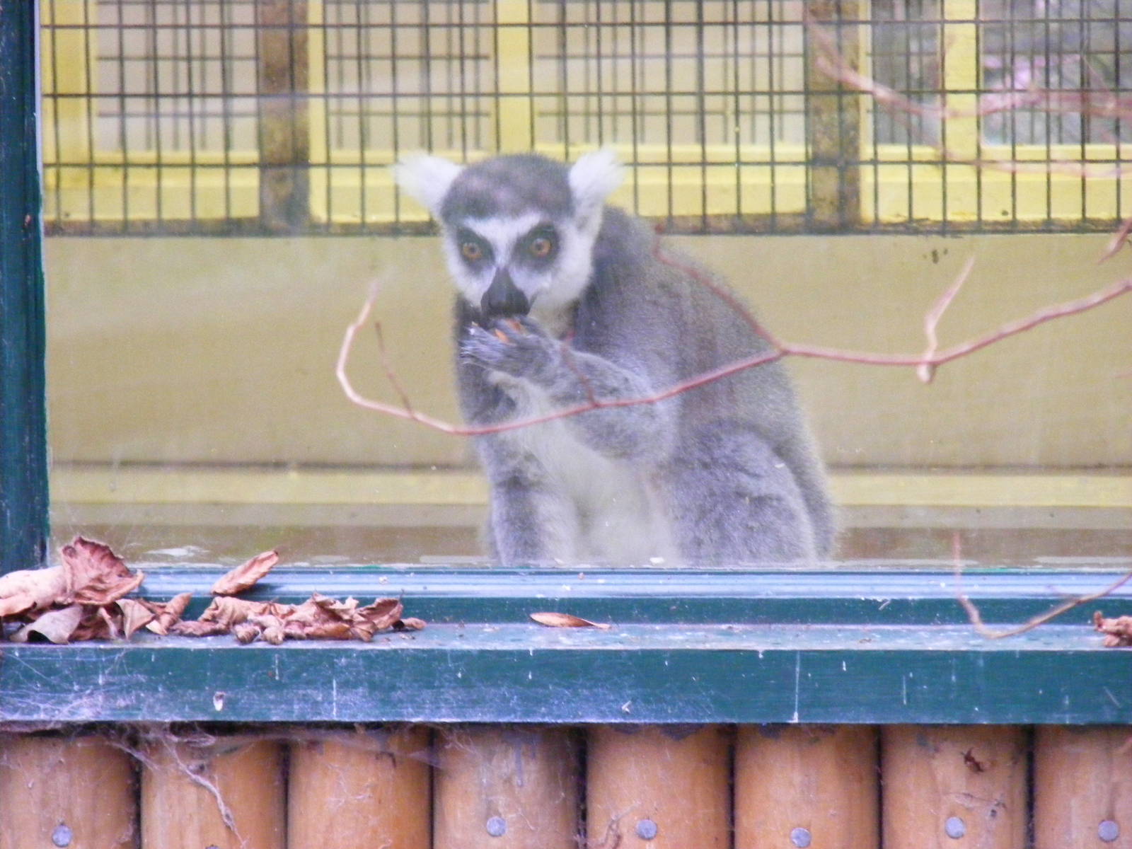Ring-tailed lemur at Port Lympne Wild Animal Park, 13 February 2011