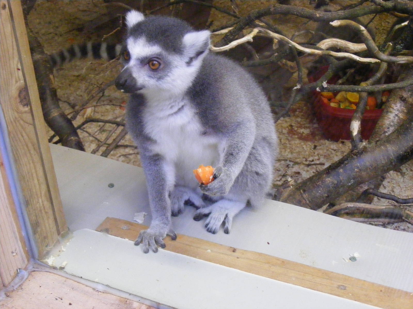 Ring-tailed lemur at Shaldon Zoo, 28 December 2010