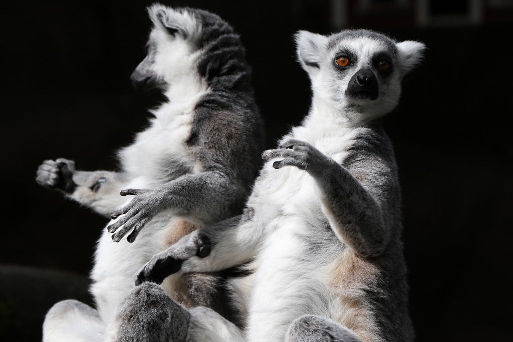 Ring Tailed Lemur at Skansen-Akvariet 30th August 2016