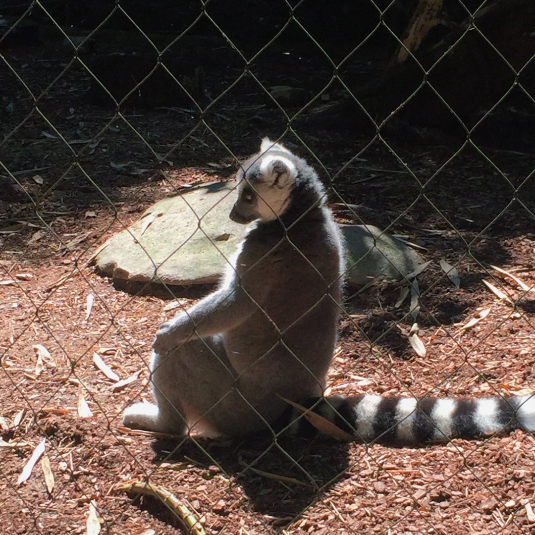 Ring-tailed lemur at the Bamboo Trail