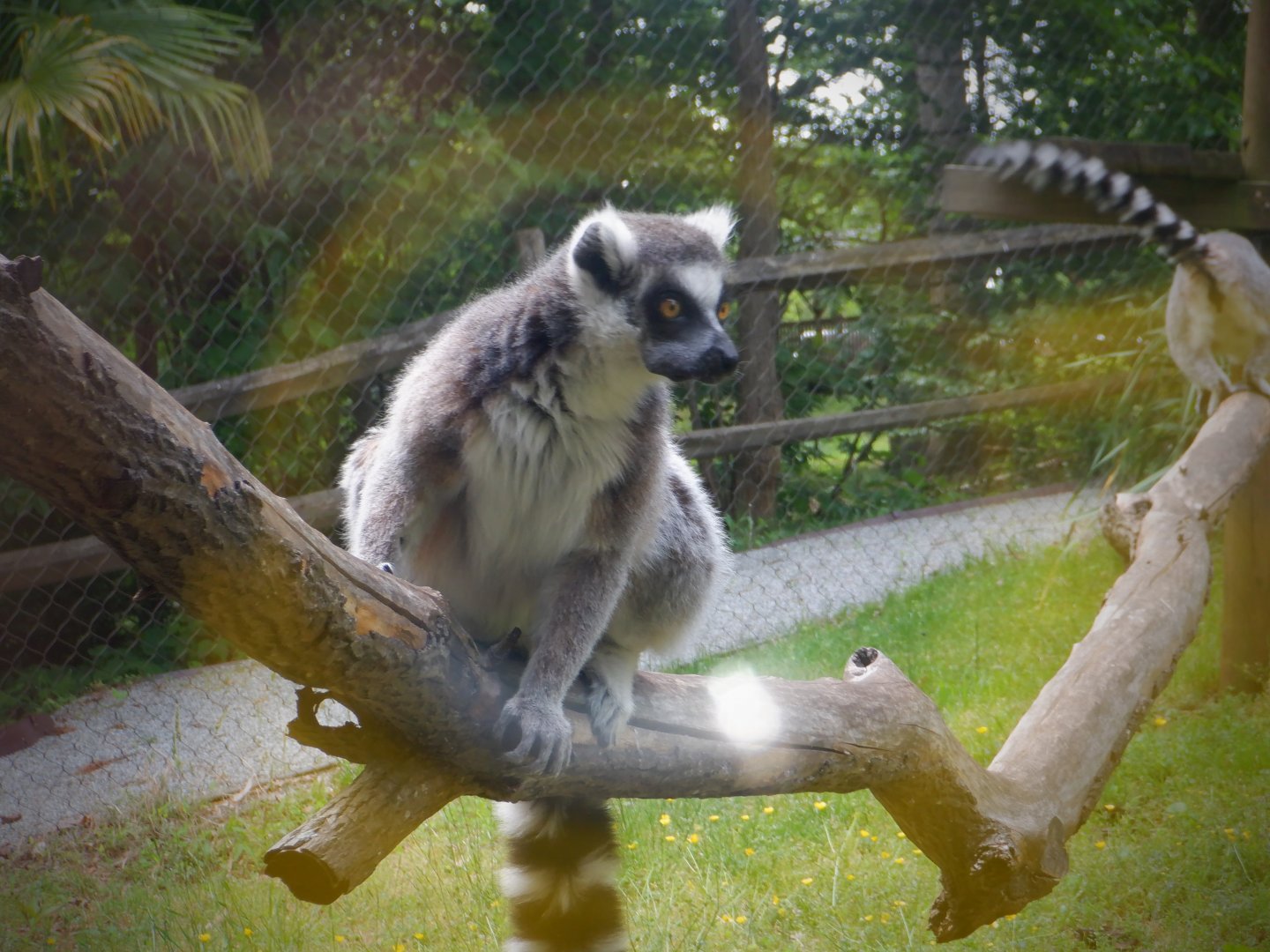 Ring-tailed Lemur at the Greensboro Science Center