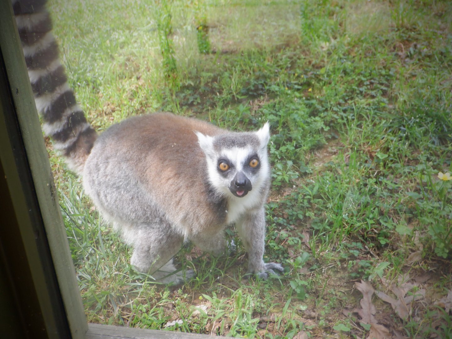 Ring-tailed Lemur at the Greensboro Science Center