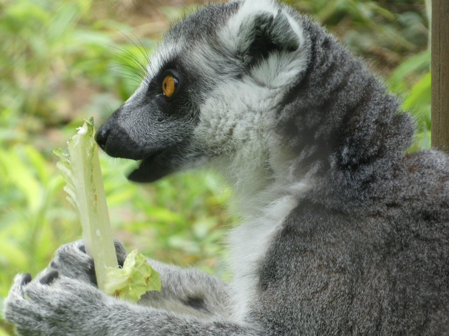 Ring-tailed Lemur at the Greensboro Science Center