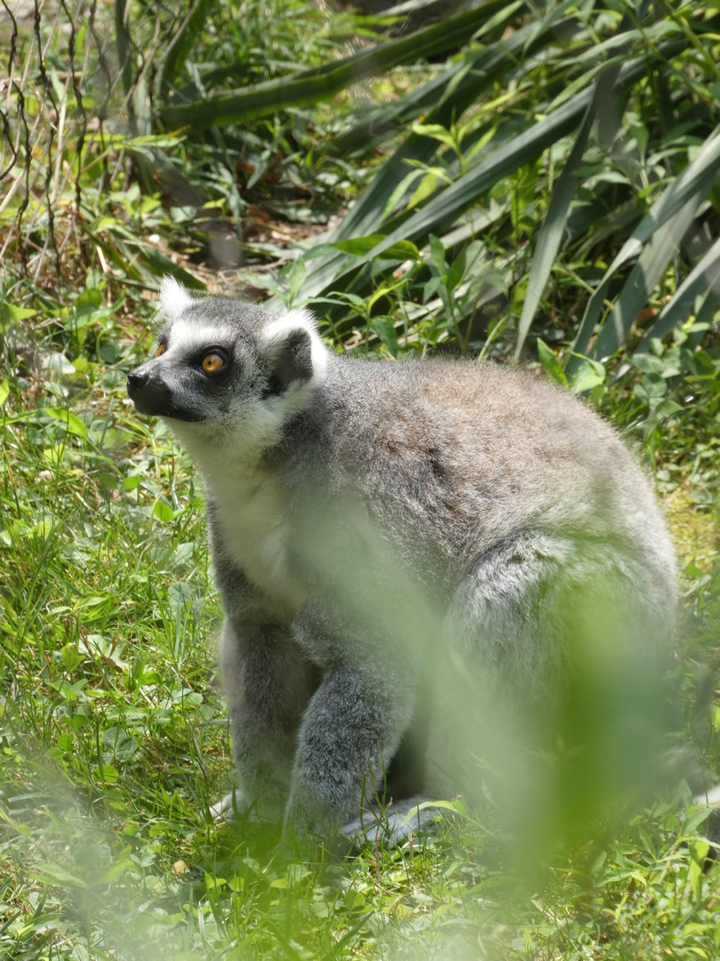 Ring-tailed Lemur at the Greensboro Science Center