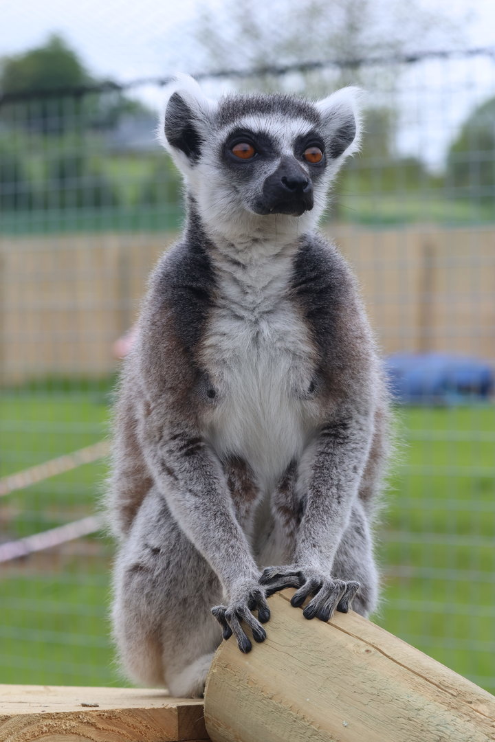 Ring-Tailed Lemur at Wildway Wildlife