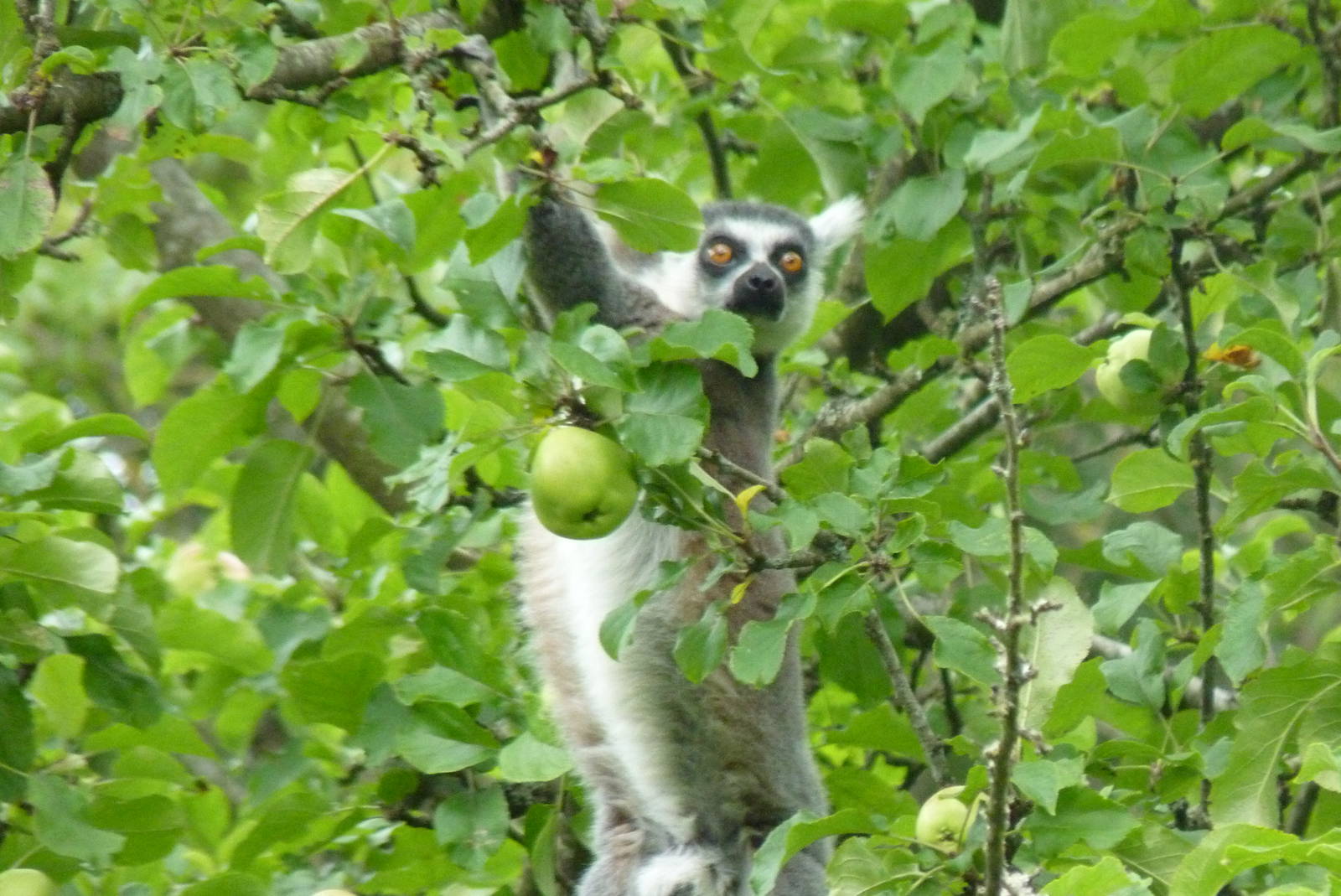 Ring-tailed lemur, August 2016