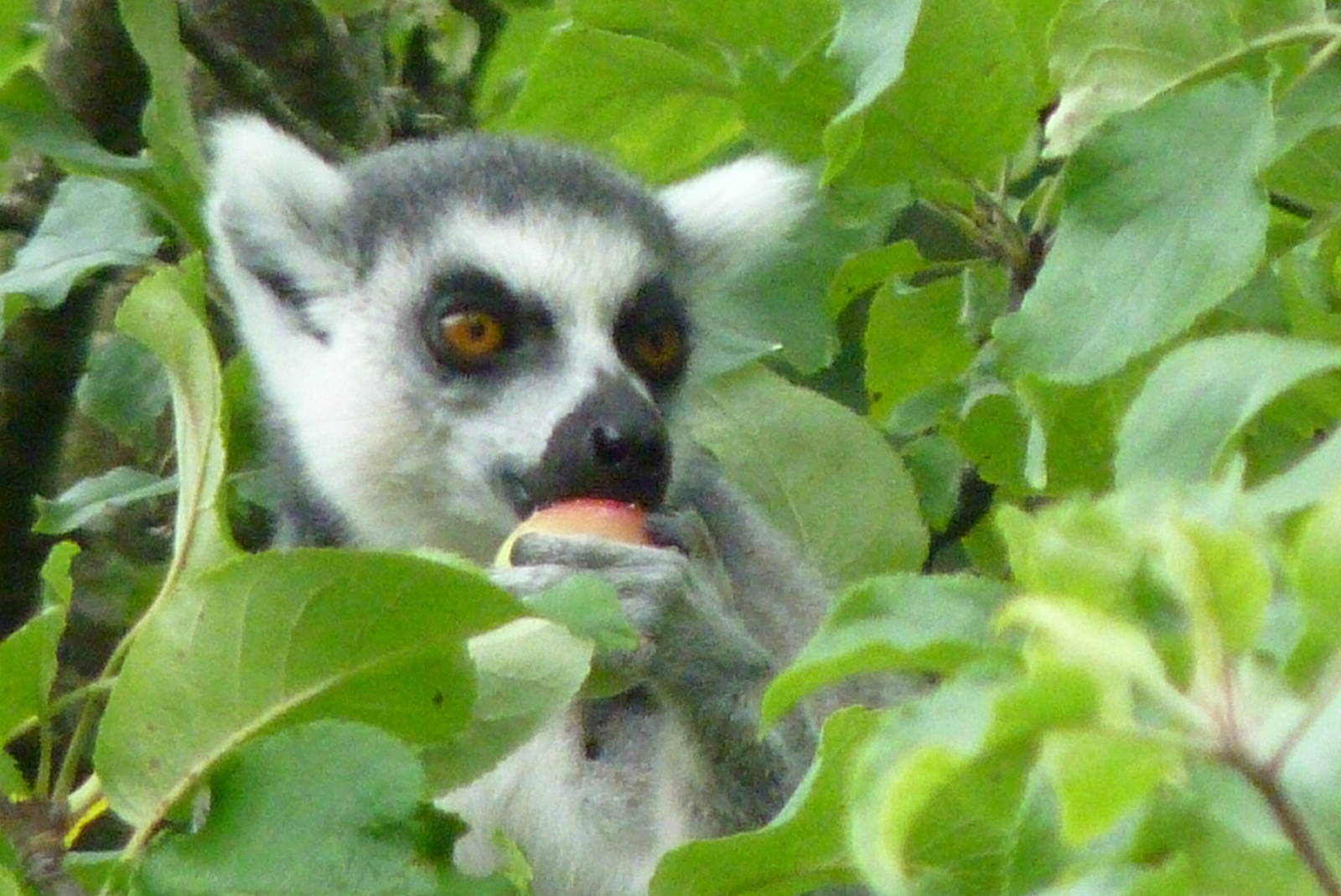 Ring-tailed lemur, August 2016
