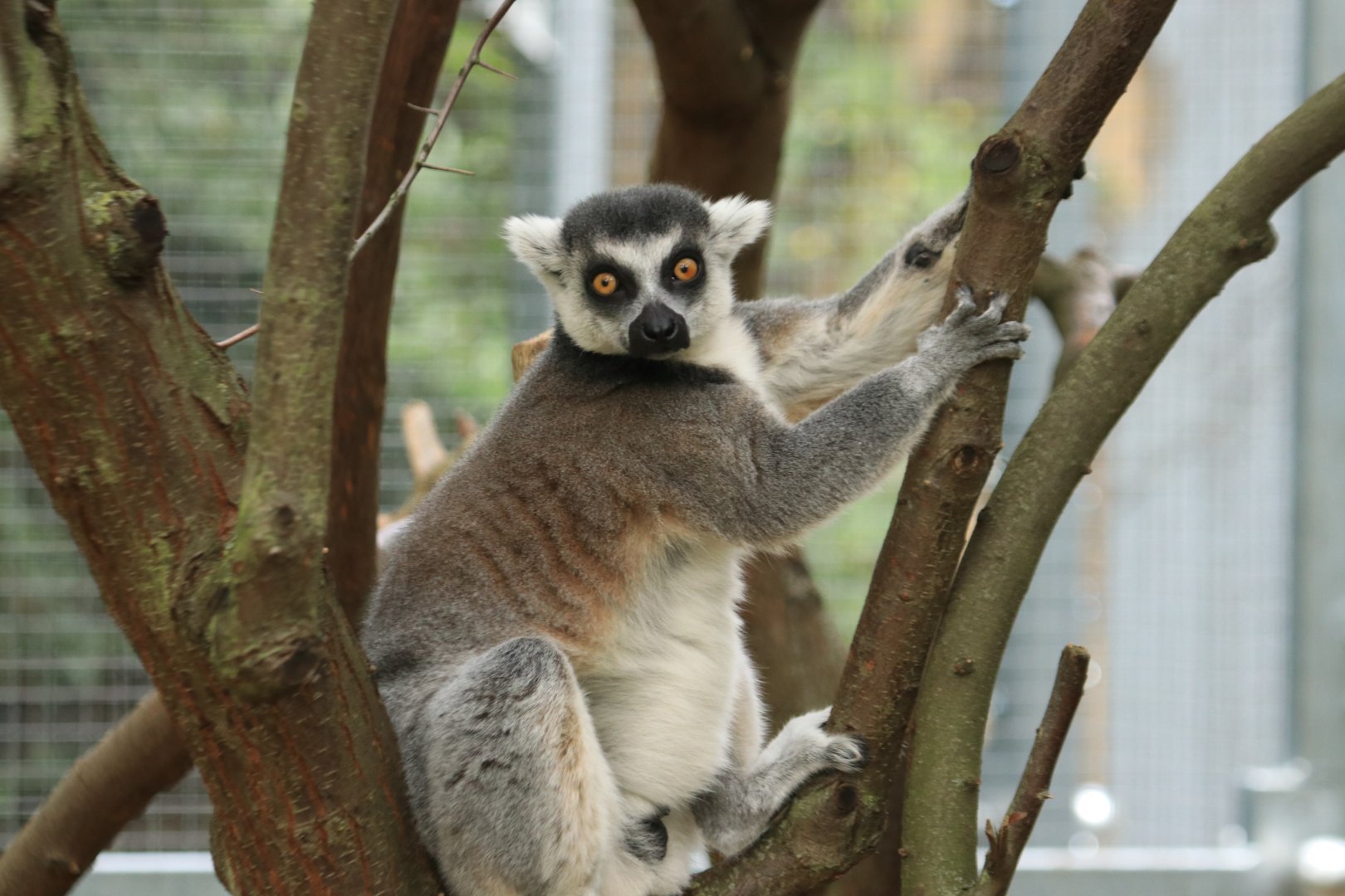 Ring tailed lemur (August 2019)