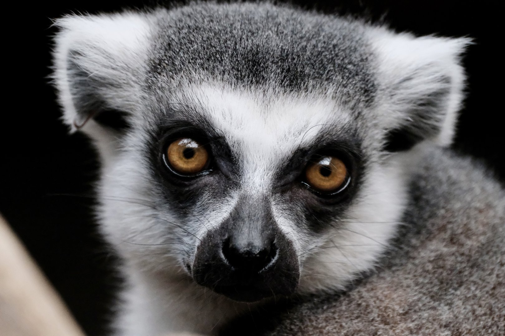 Ring-tailed lemur - August 29, 2025