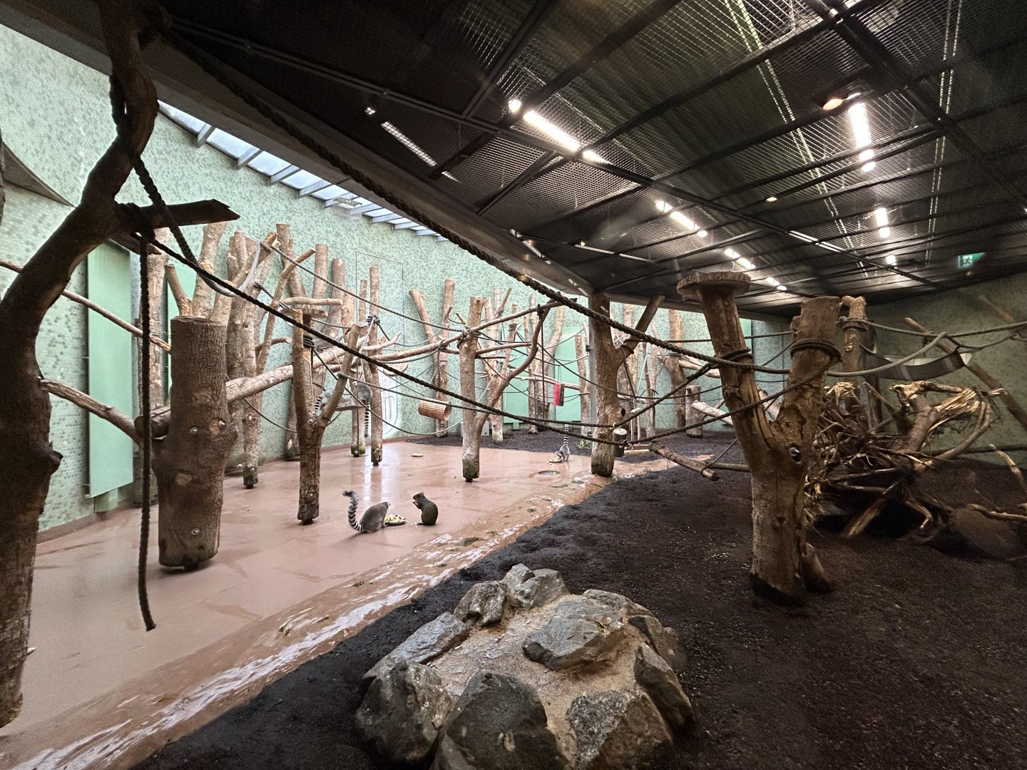 Ring-tailed Lemur & Azara’s Agouti Exhibit