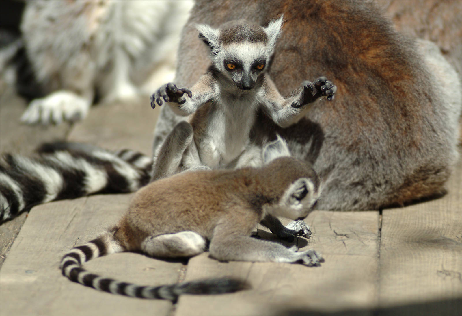 Ring-tailed Lemur babies