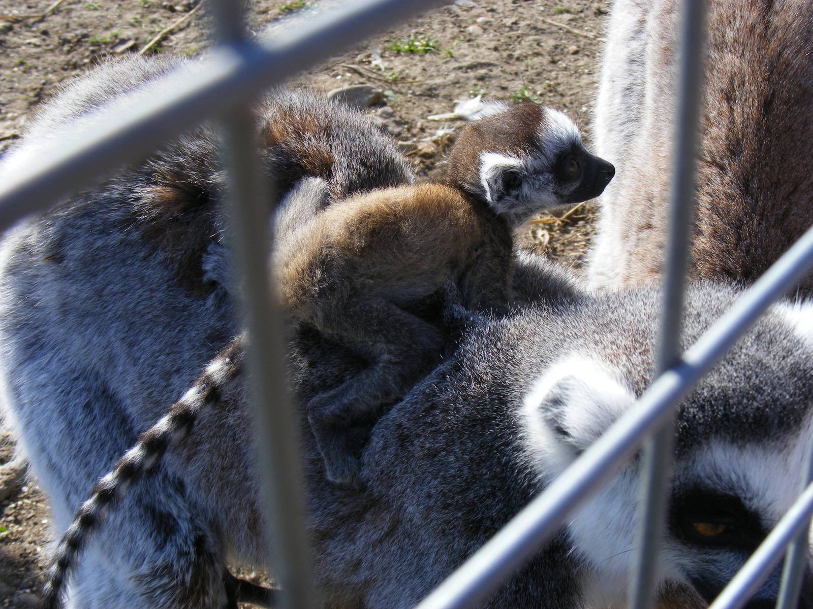 Ring-tailed lemur baby at Fife Animal Park, 18 May 2010