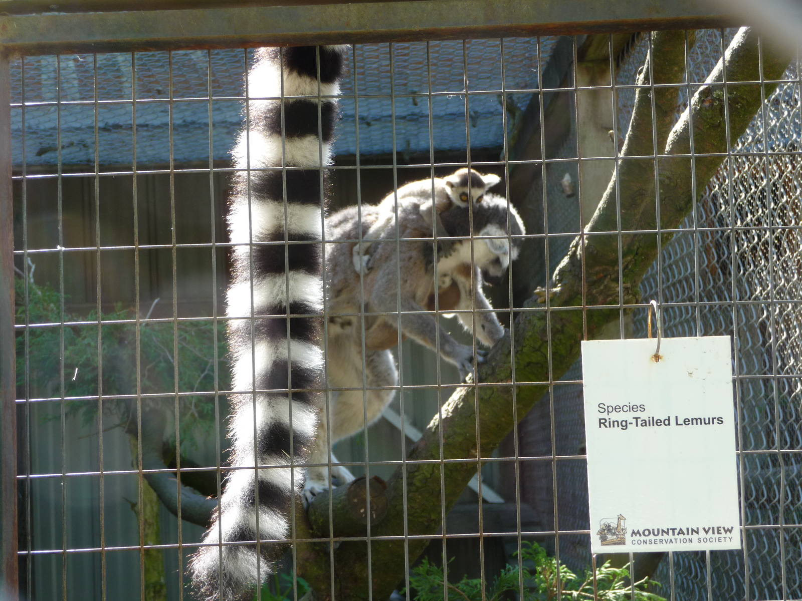 Ring-Tailed Lemur + Baby