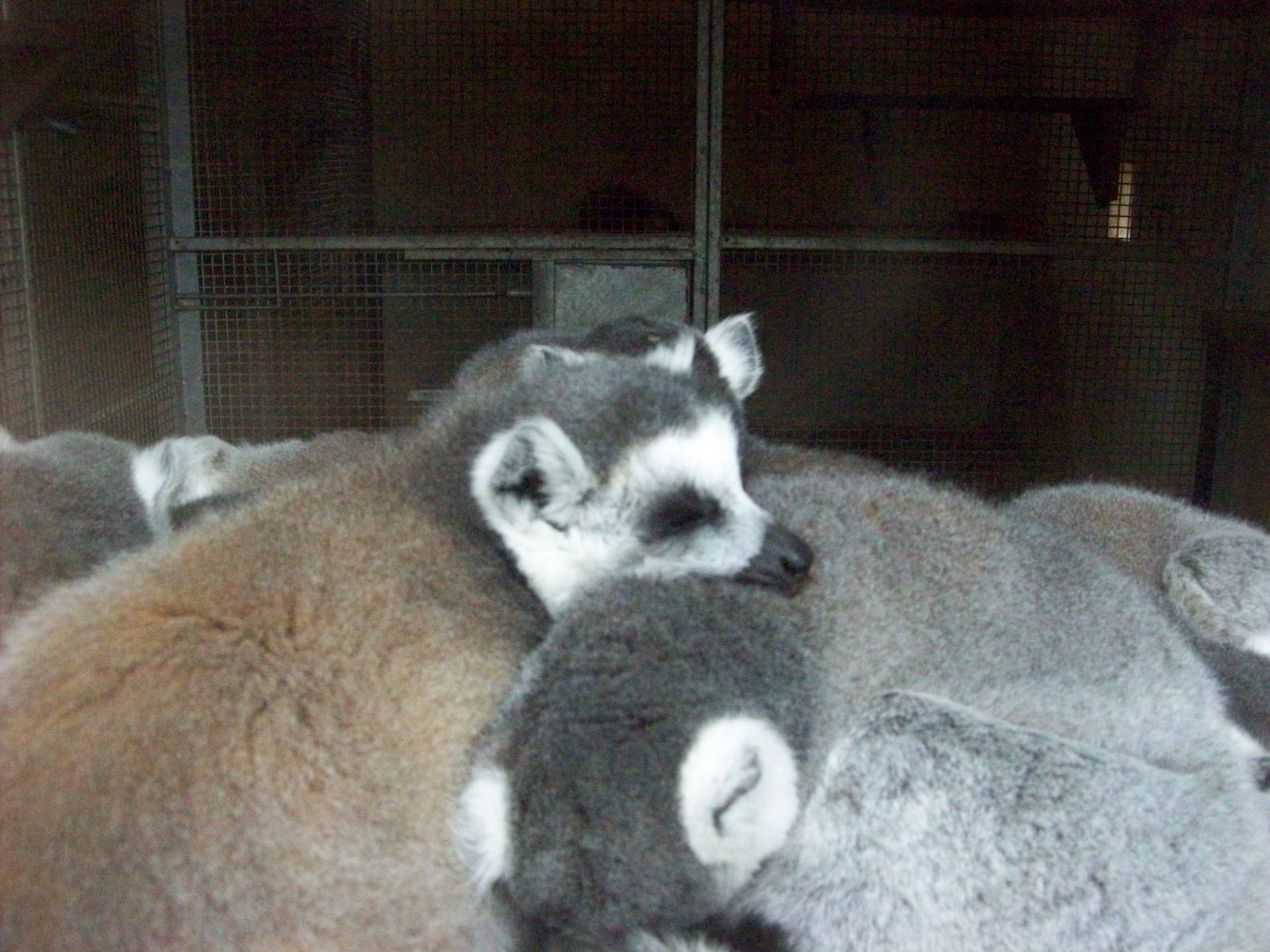 ring tailed lemur ball