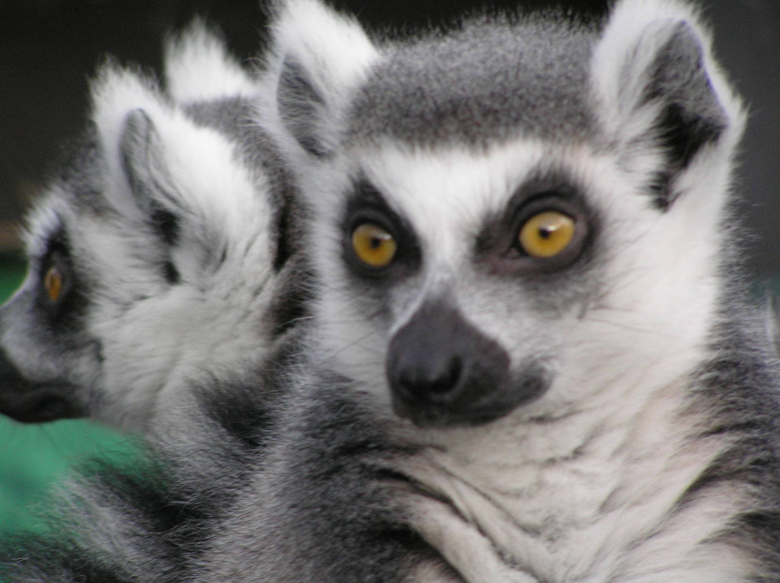 Ring-tailed lemur - Belfast 07