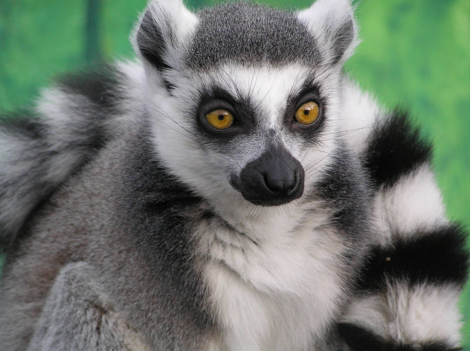 Ring-tailed lemur - Belfast zoo