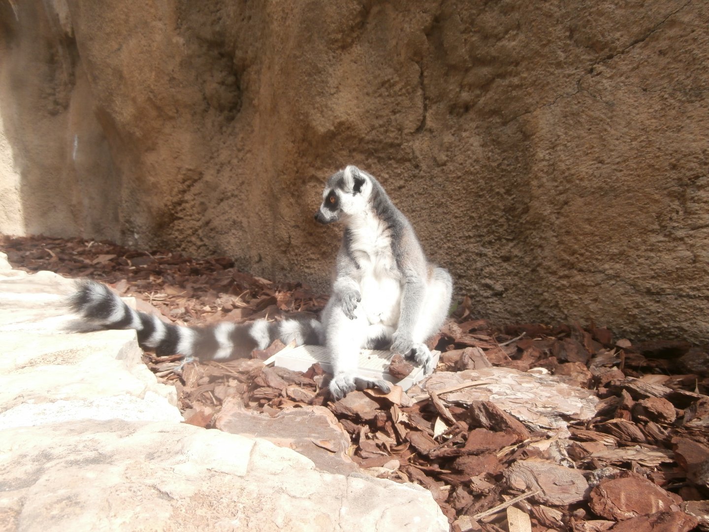 Ring-tailed lemur -Bioparc Valencia (Summer 2017)