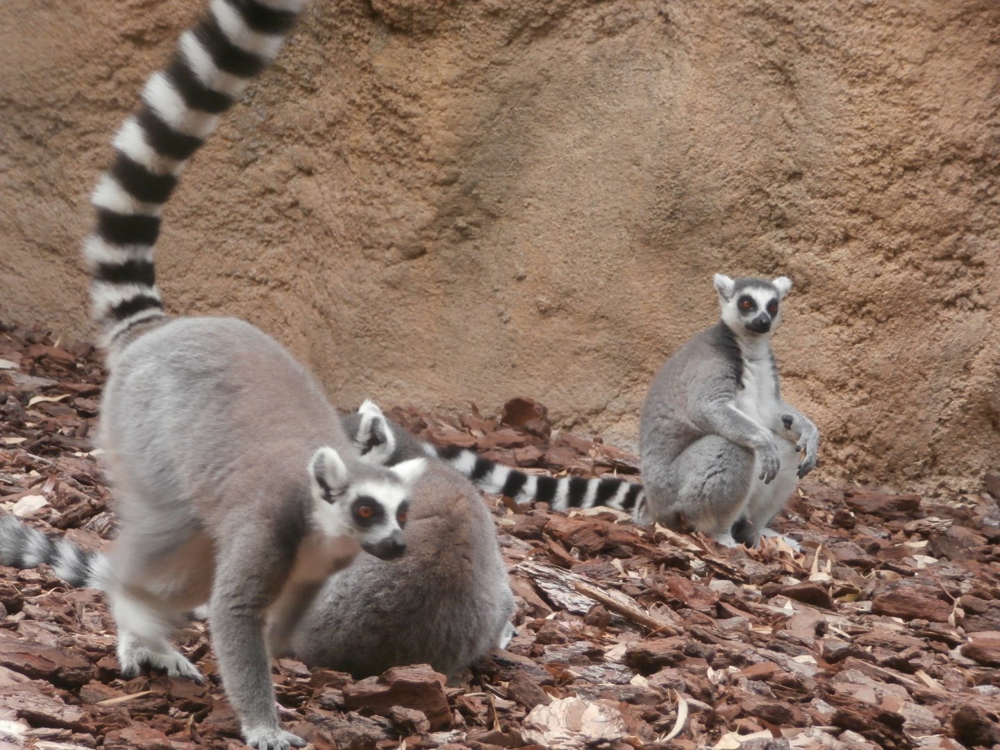Ring-tailed lemur -Bioparc Valencia (Summer 2017)