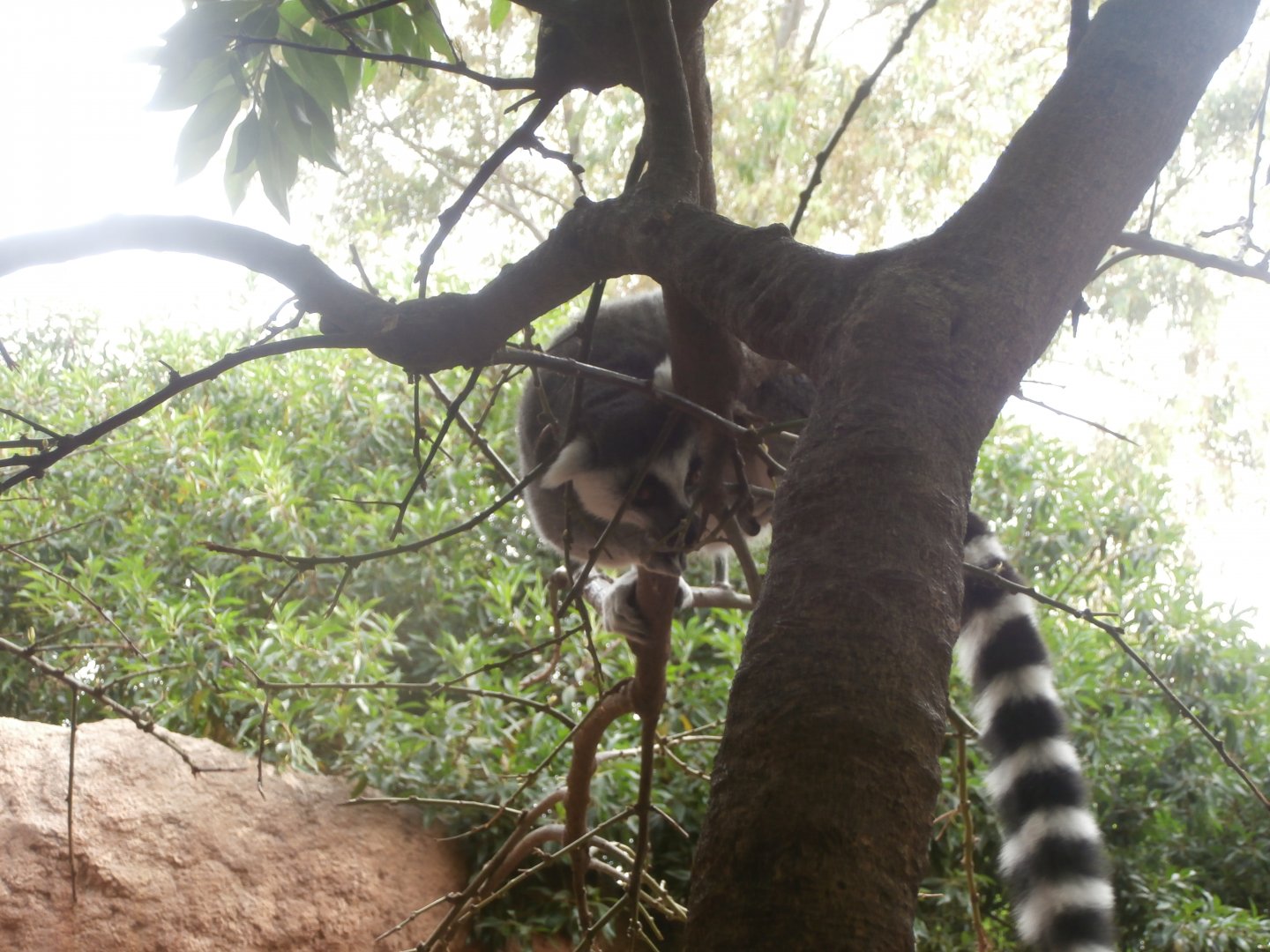 Ring-tailed lemur -Bioparc Valencia (Summer 2017)