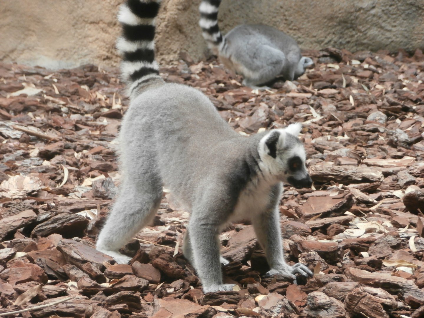 Ring-tailed lemur -Bioparc Valencia (Summer 2017)