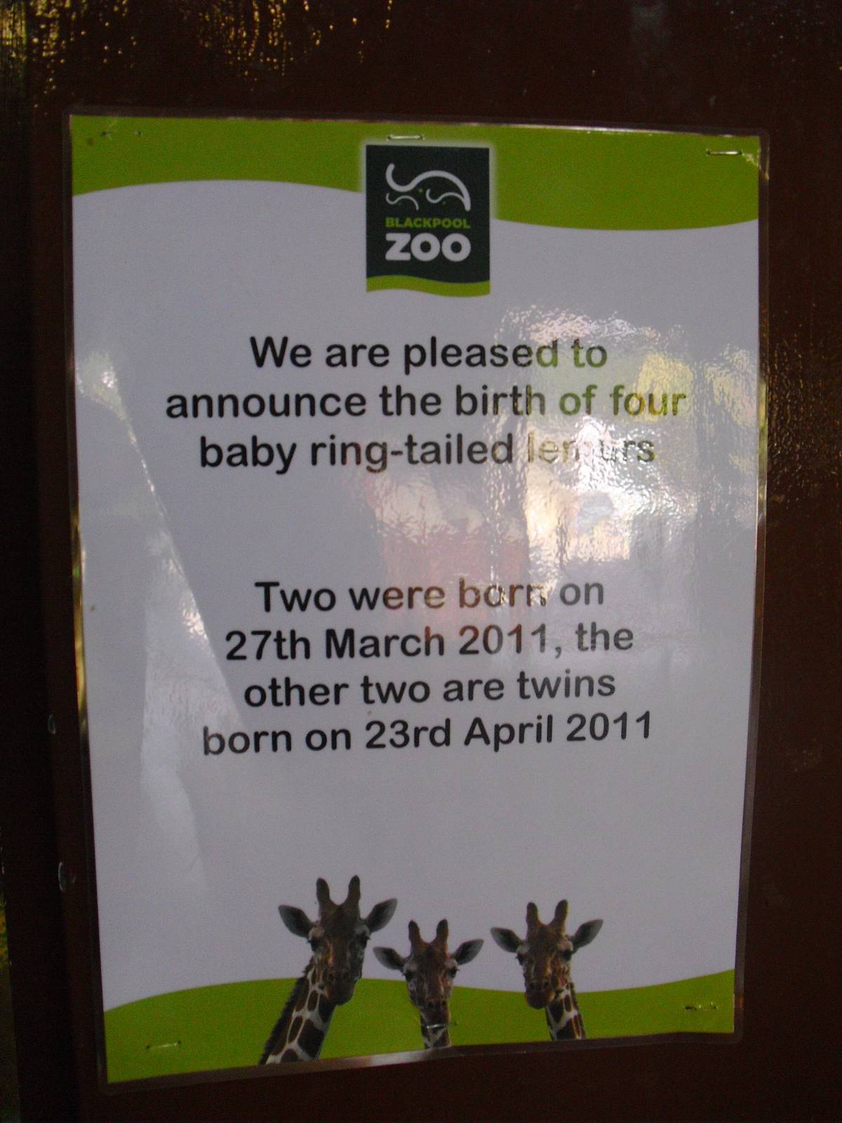 Ring-tailed Lemur Birth - 01/10/2011