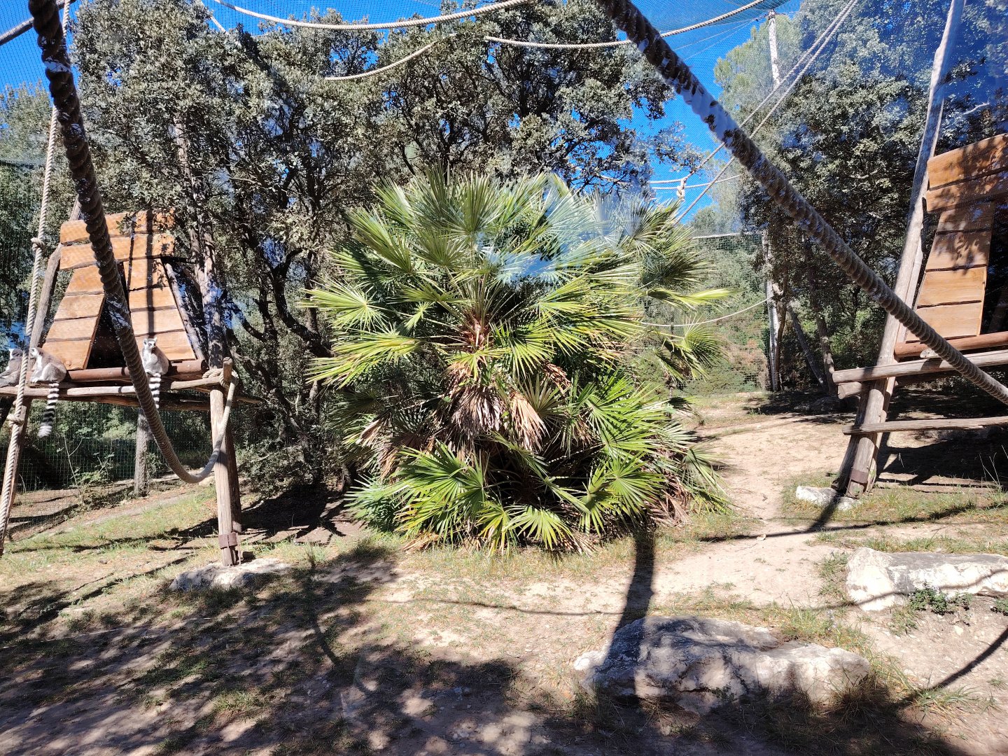 Ring-tailed Lemur & Black-and-white ruffed Lemur Exhibit
