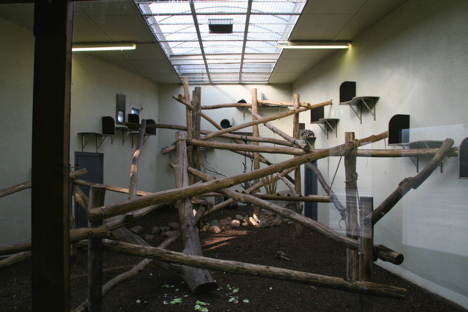Ring-tailed lemur &  Black lemur inndoor exhibit