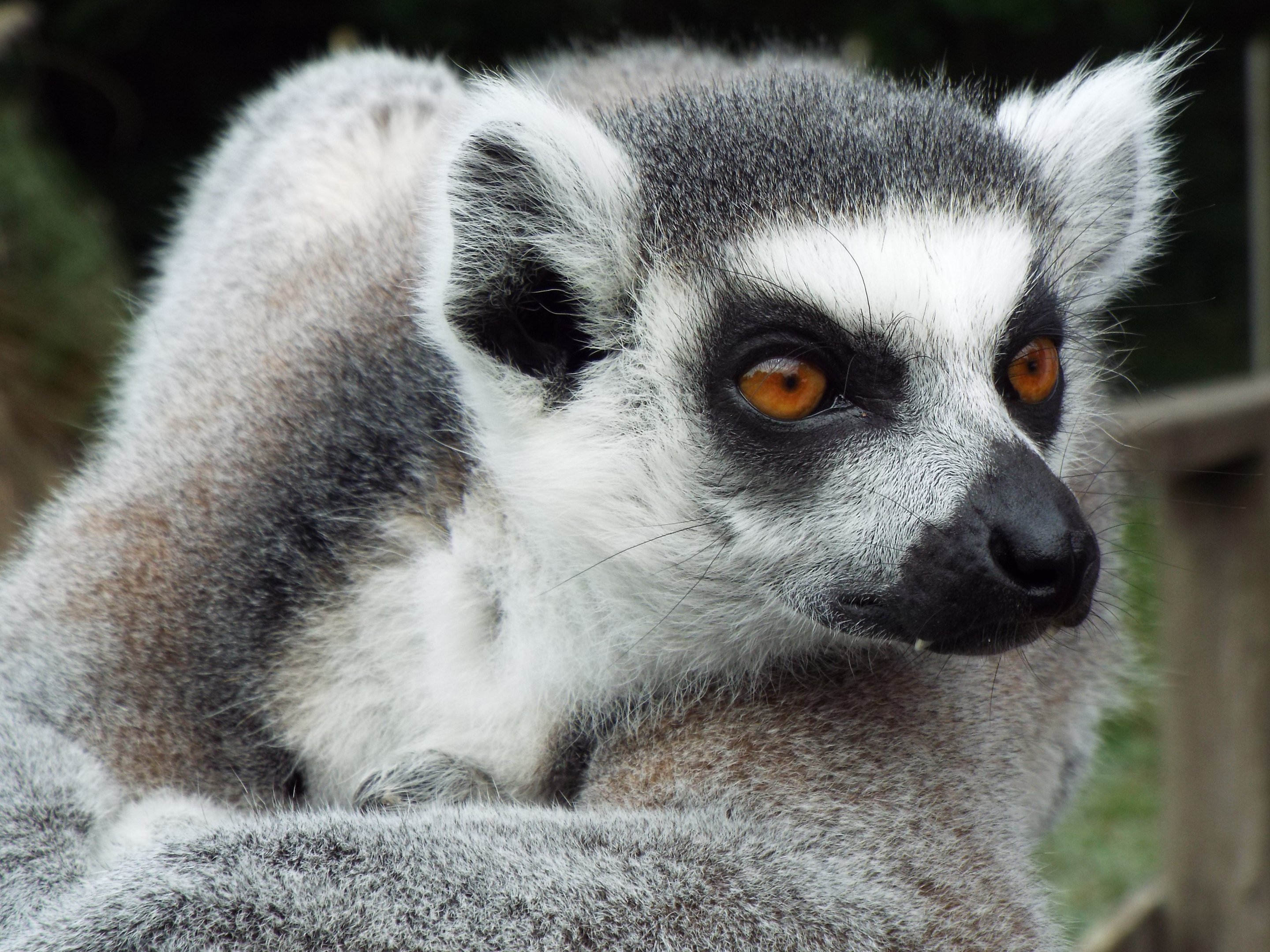 Ring Tailed Lemur Blackpool Zoo