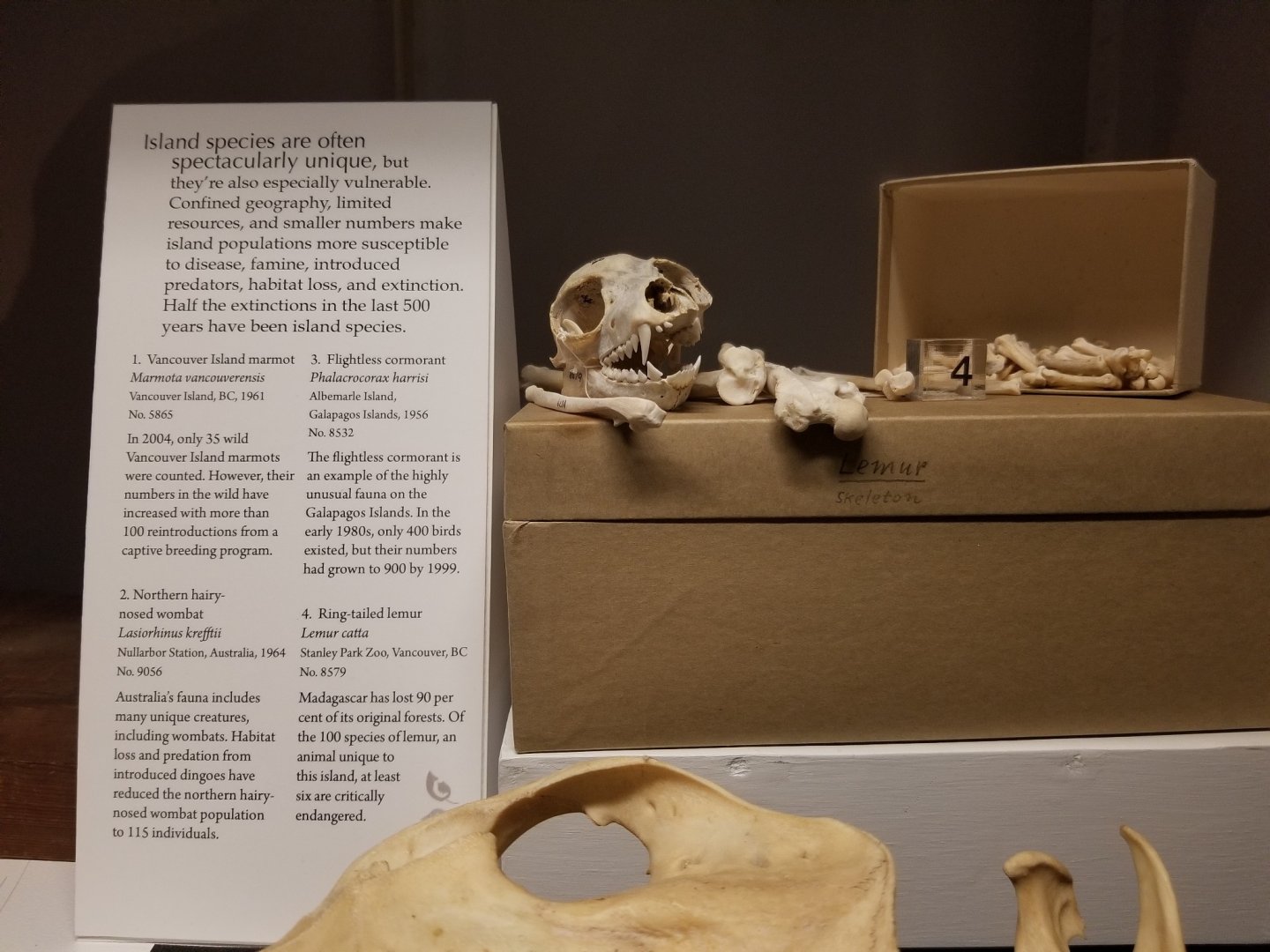 Ring-tailed lemur bones