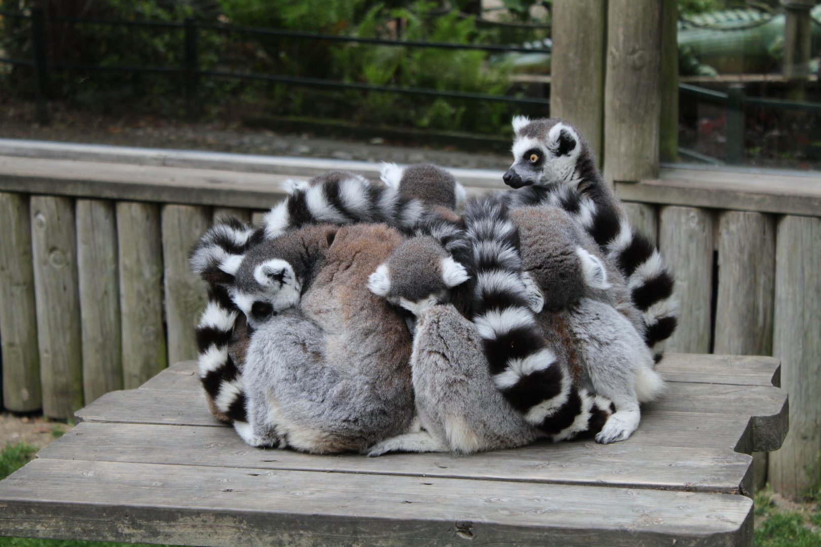 Ring-Tailed Lemur bundle