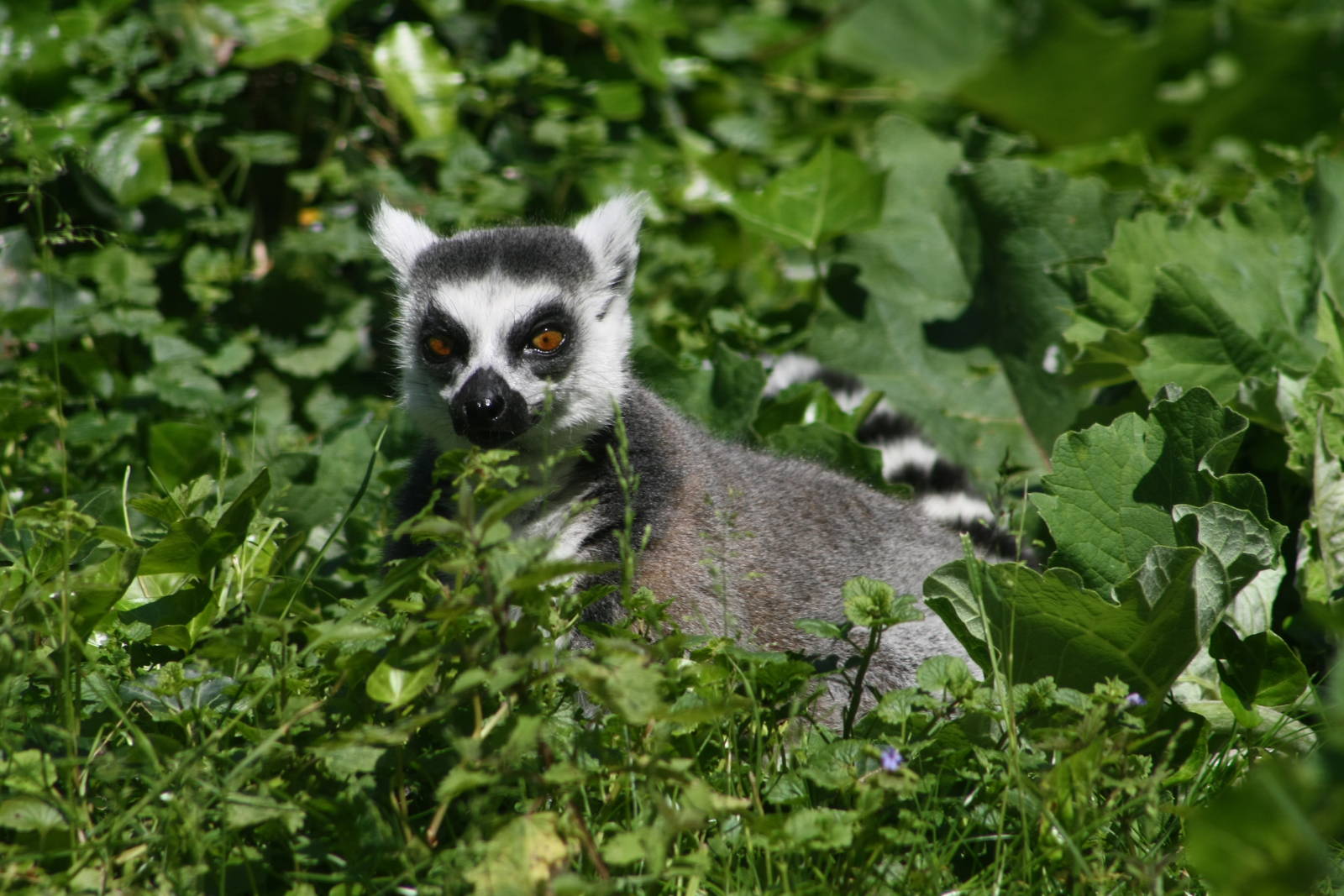 Ring Tailed Lemur - Burger's Zoo