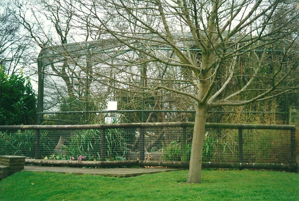 Ring-tailed Lemur cage 8th March 2000
