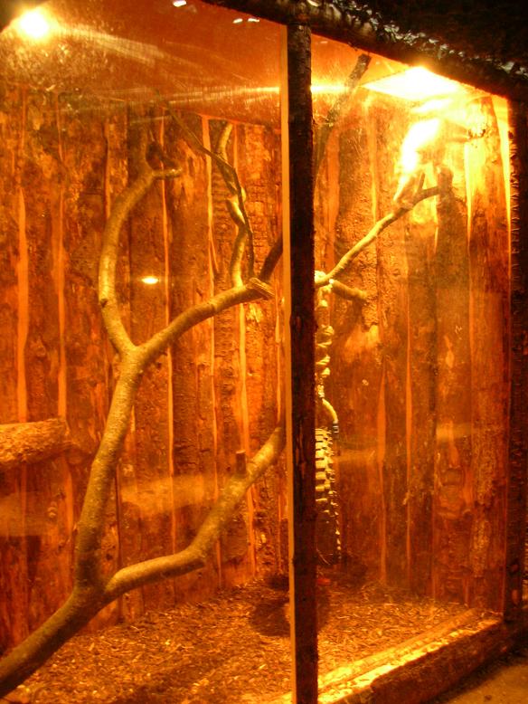 Ring-tailed Lemur cage at Land of Little Animals