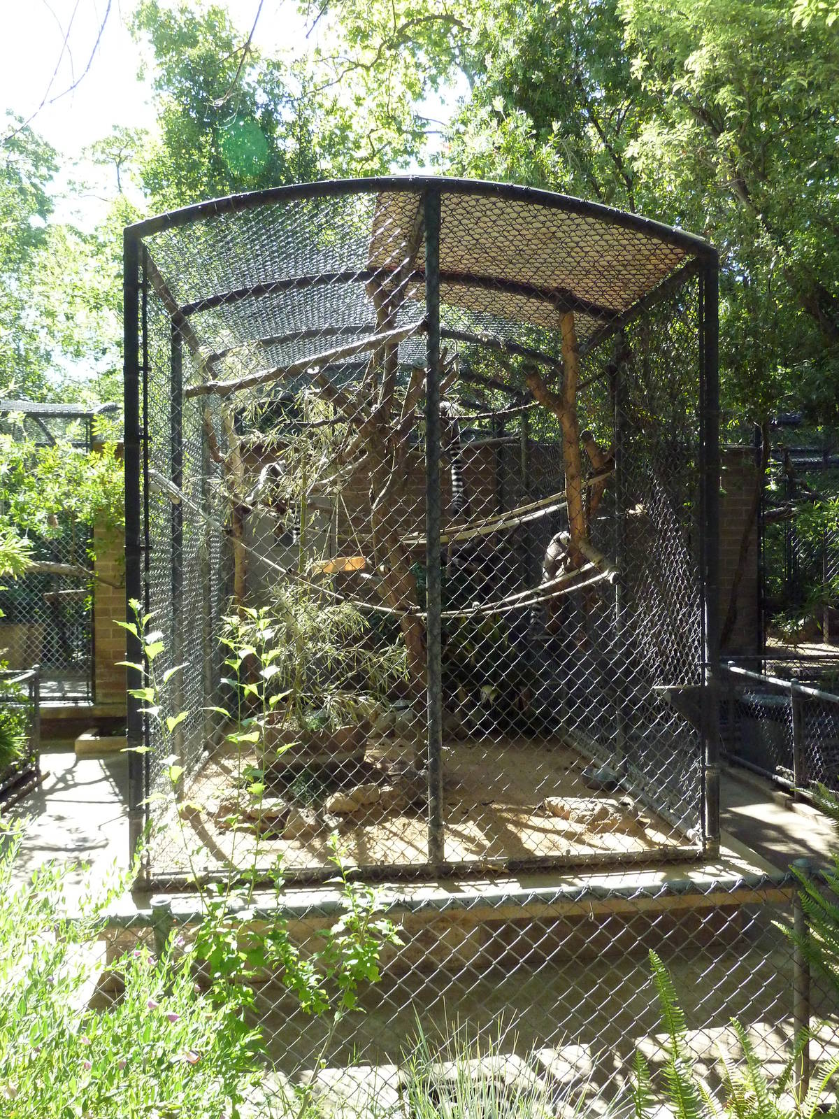 Ring-Tailed Lemur Cage