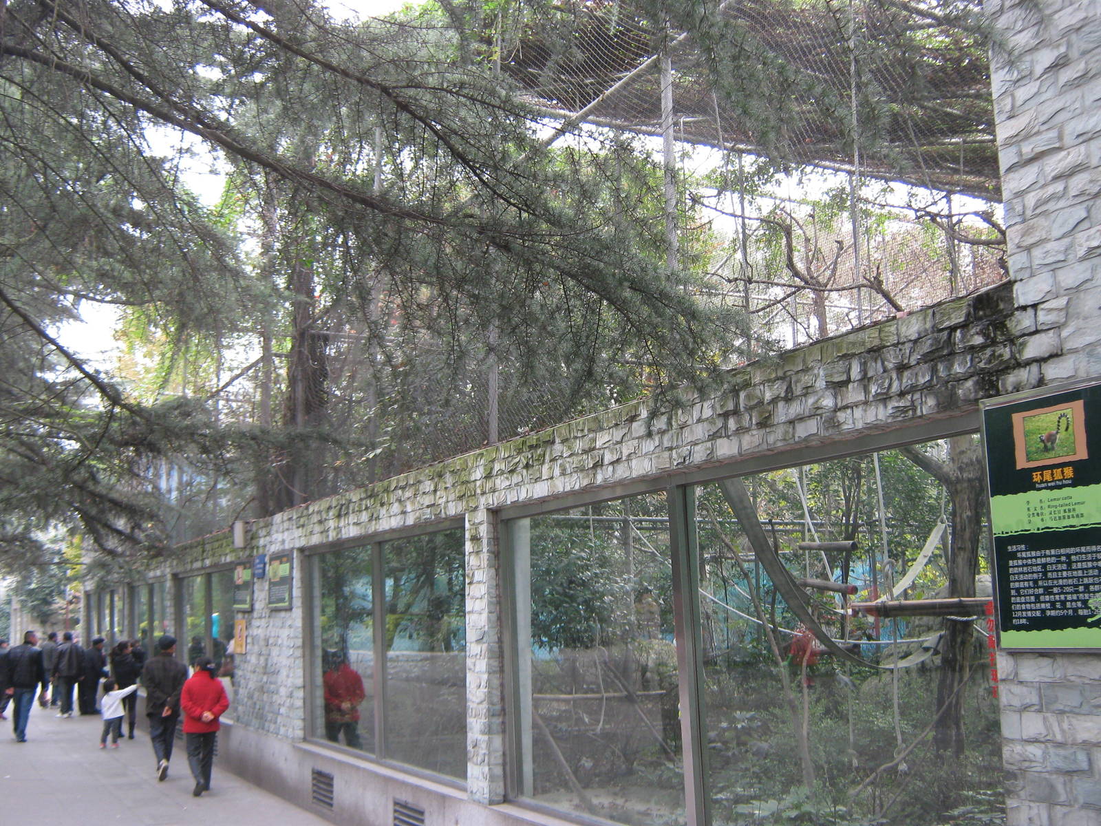 ring-tailed lemur cage