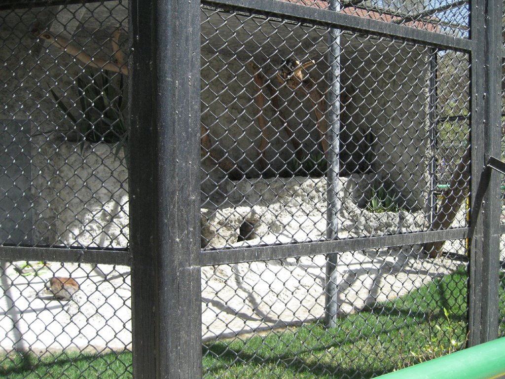Ring-tailed Lemur Cage