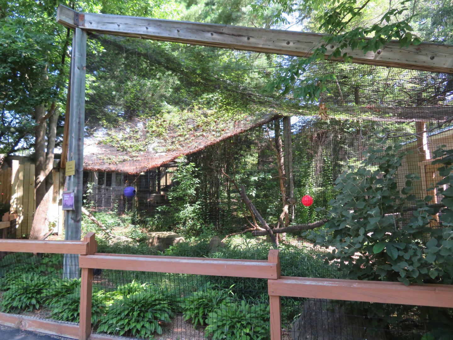 Ring-tailed Lemur Cage