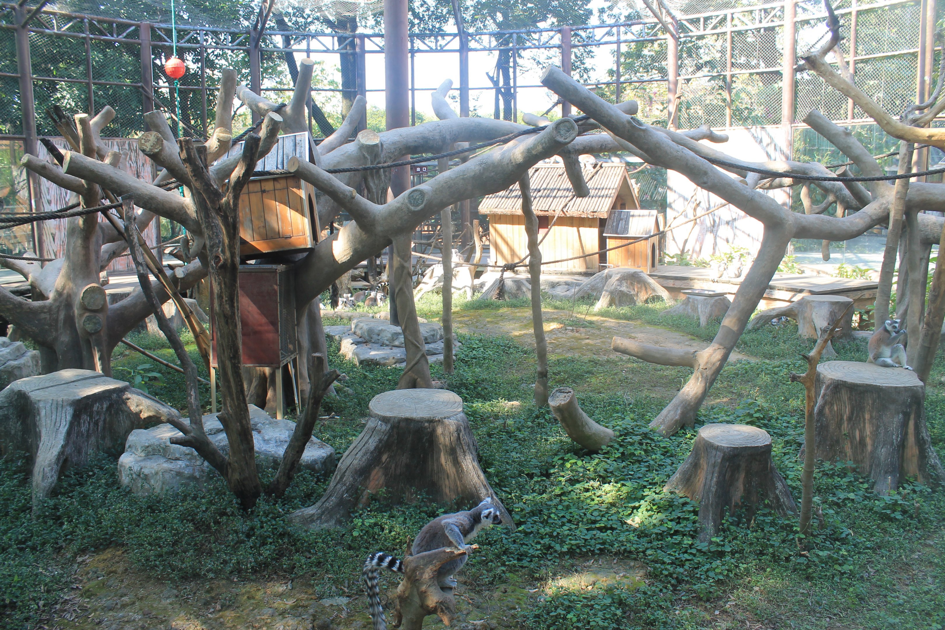 Ring-tailed Lemur cage