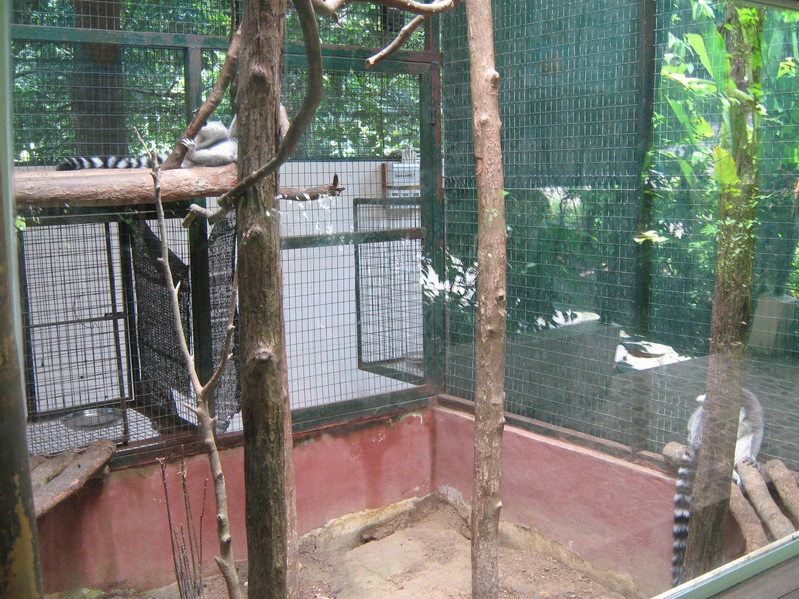 ring-tailed lemur cage