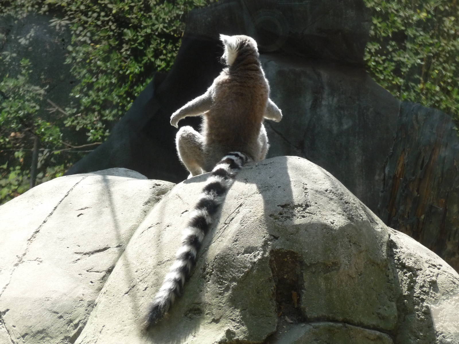 ring tailed lemur chapultepec zoo