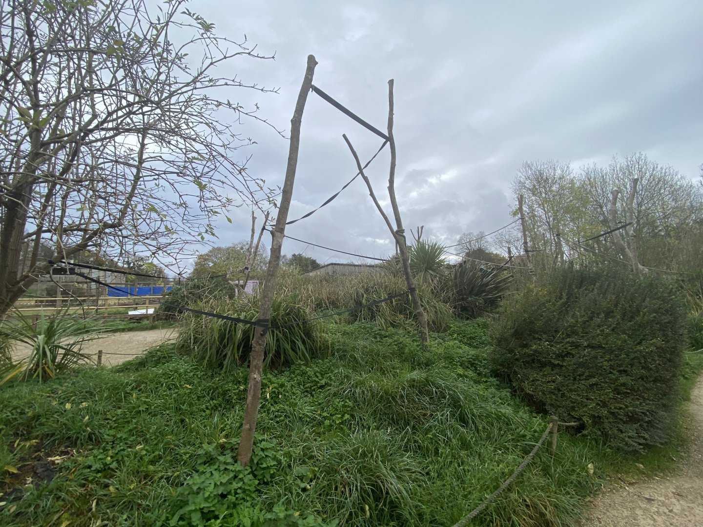 Ring-tailed lemur climbing frames