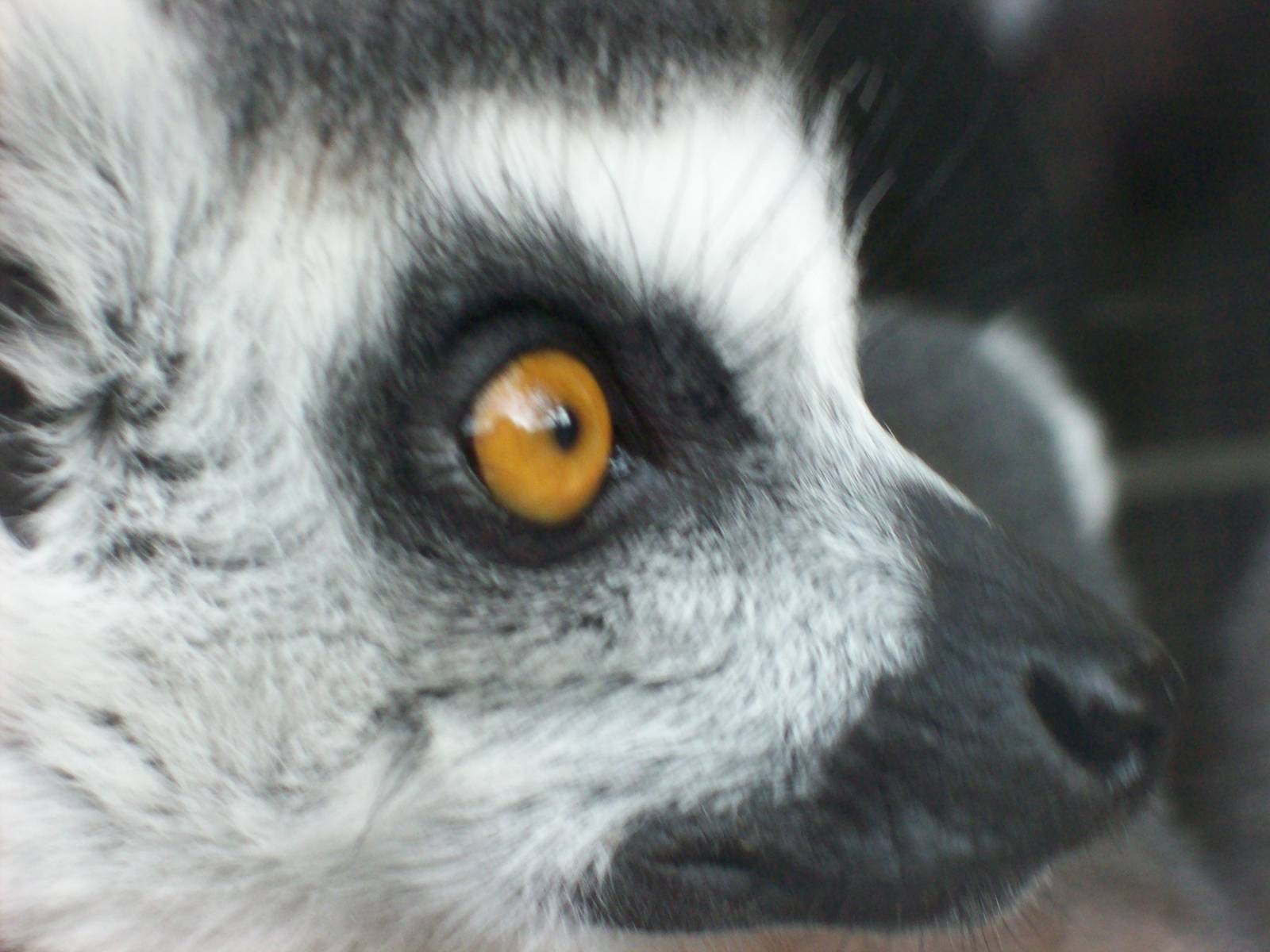 ring tailed lemur close up