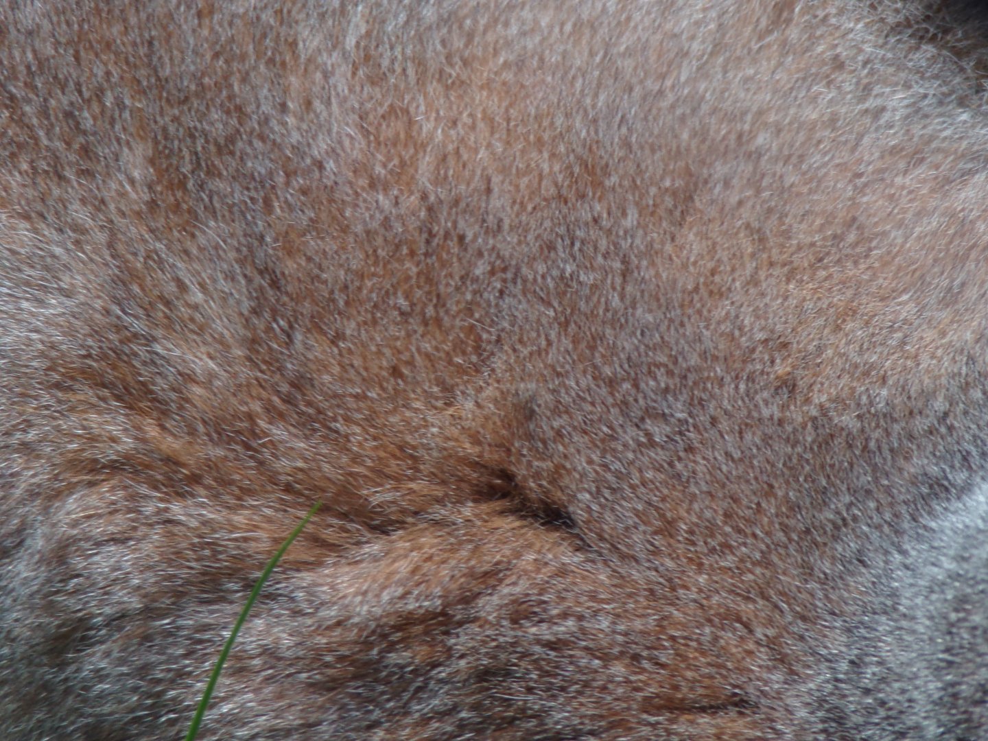 Ring-tailed lemur closeup 20.4.25