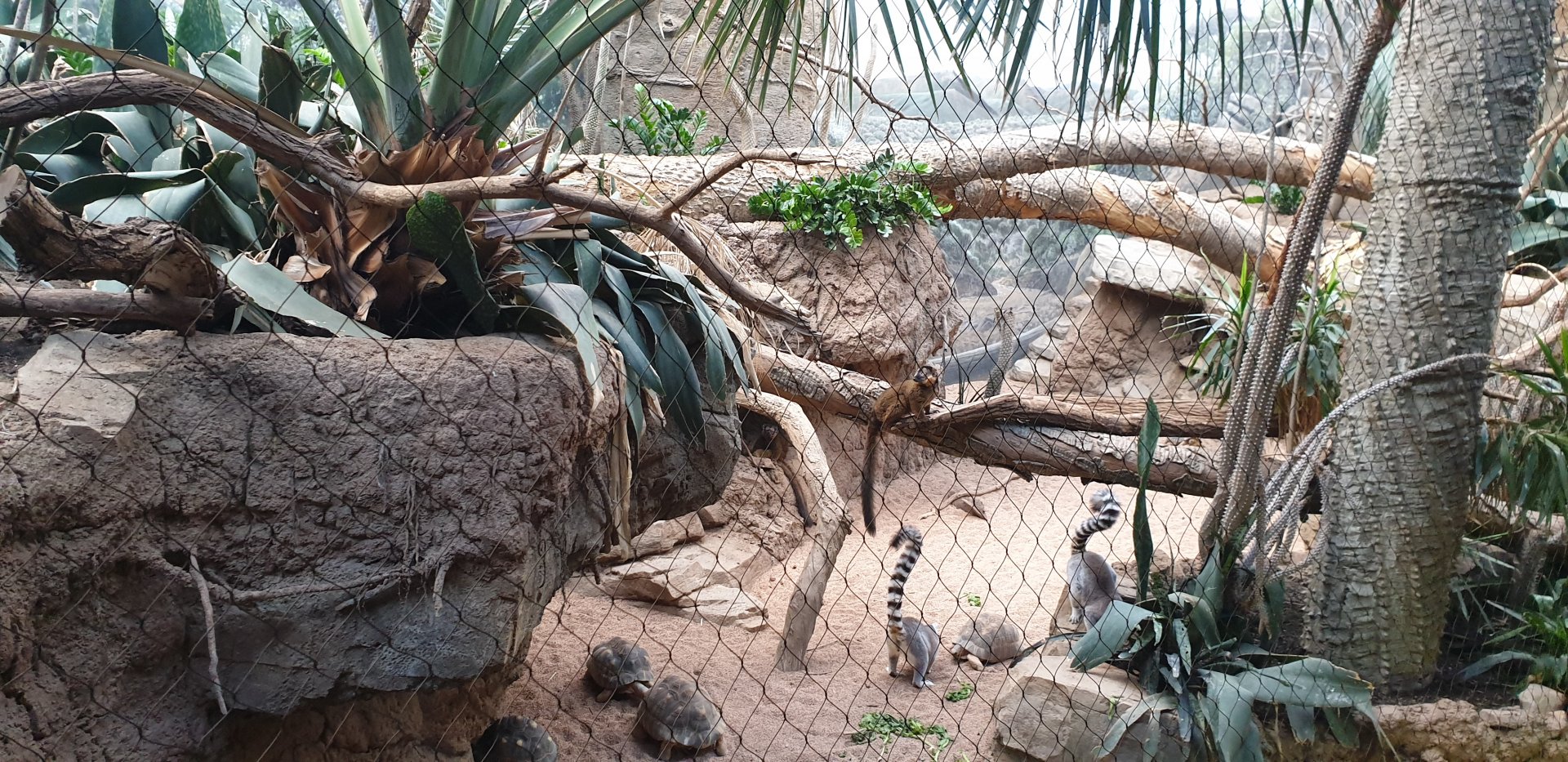 Ring-tailed lemur, Collared lemur, Radiated tortoise, Spiny forest, Madagascar