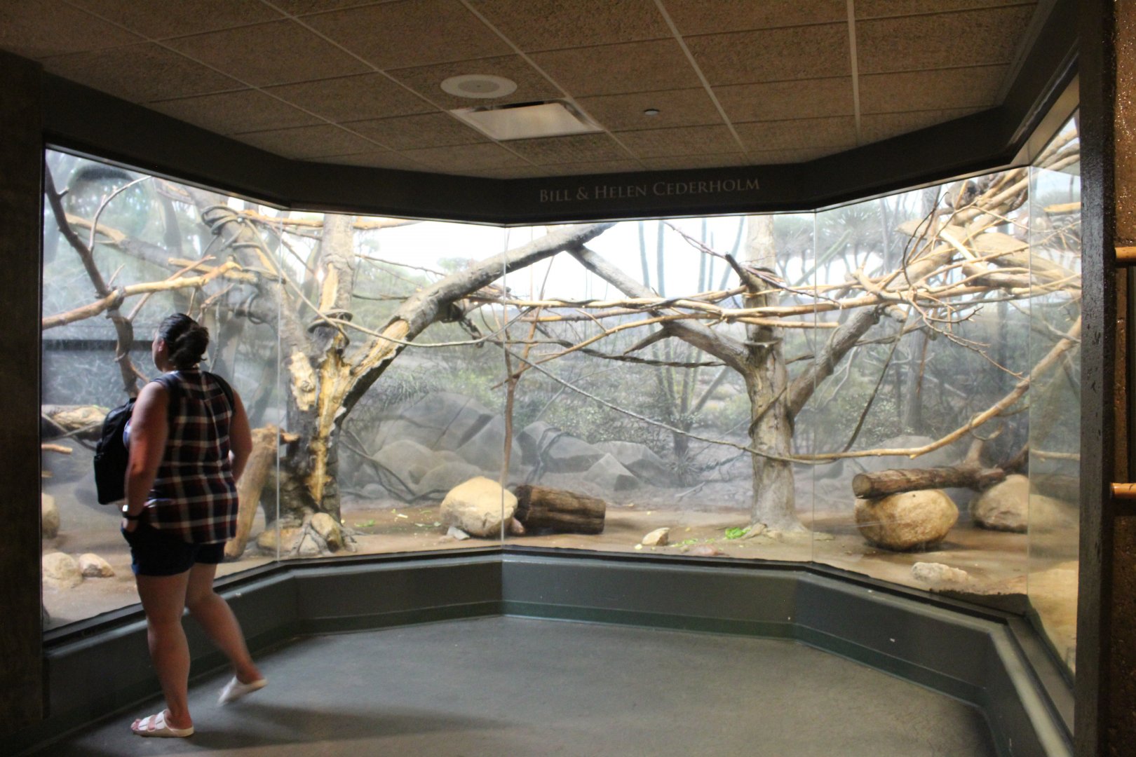 Ring-tailed Lemur, Common Brown Lemur & Mongoose Lemur Exhibit - Exhibition Madagascar