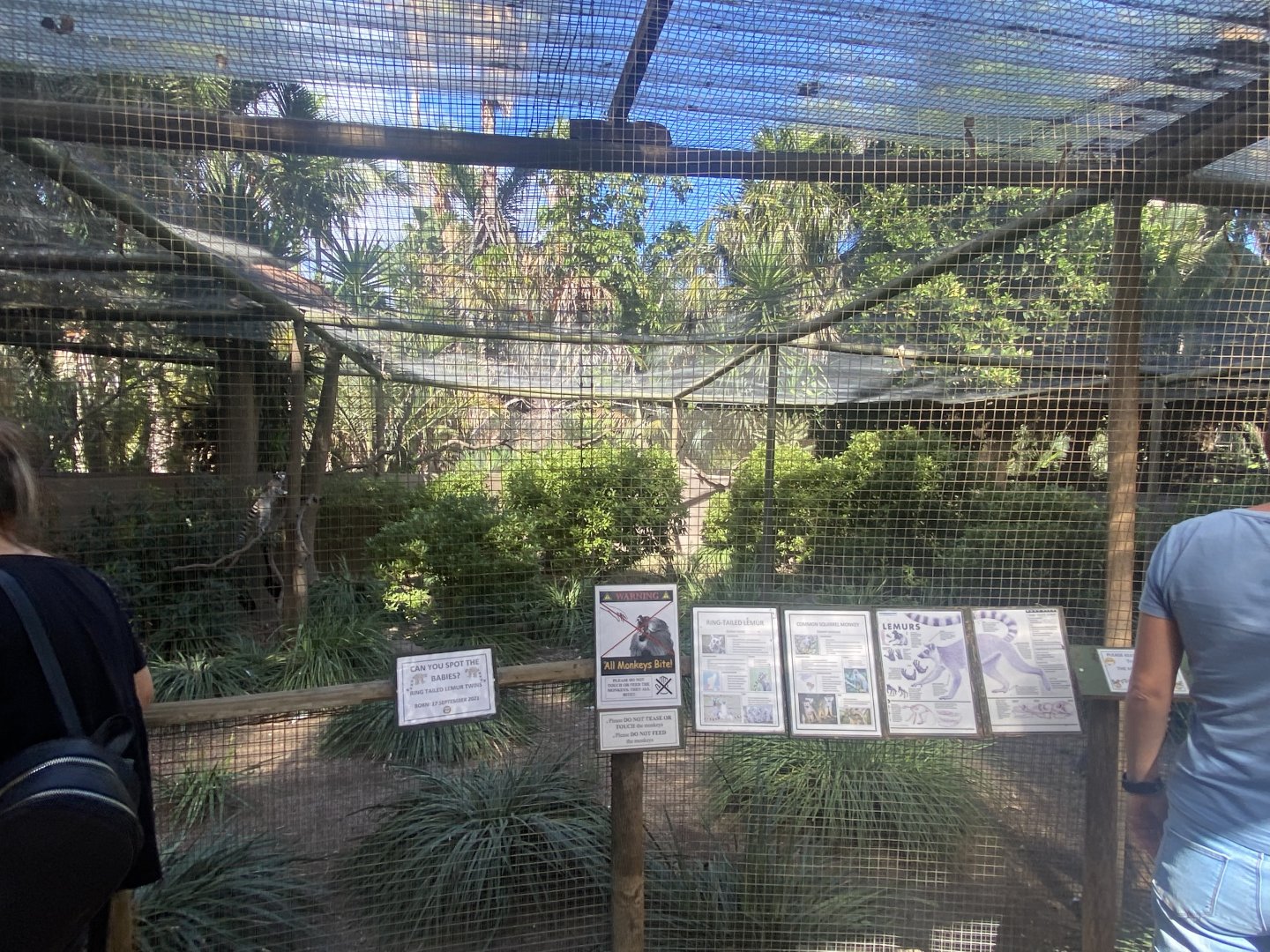 Ring-Tailed Lemur/Common Squirrel Monkey Exhibit
