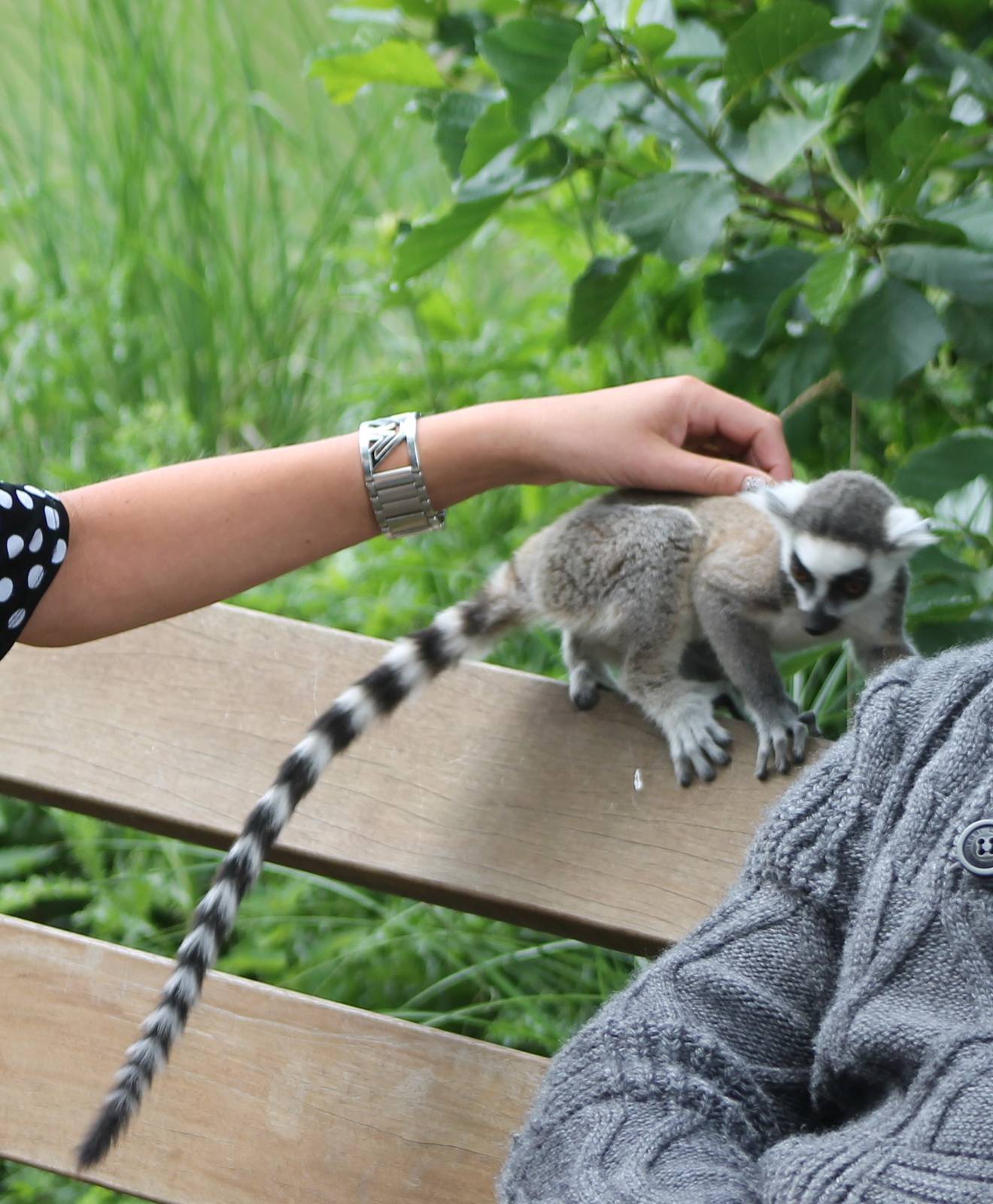 Ring-tailed lemur contact