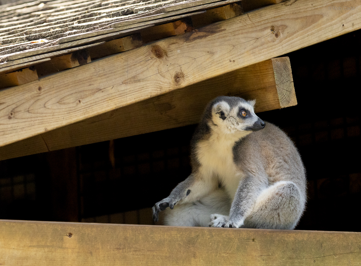Ring-tailed lemur : Cotswold WP : 04 Jul 2025